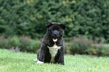 AKITA AMERICAIN 484